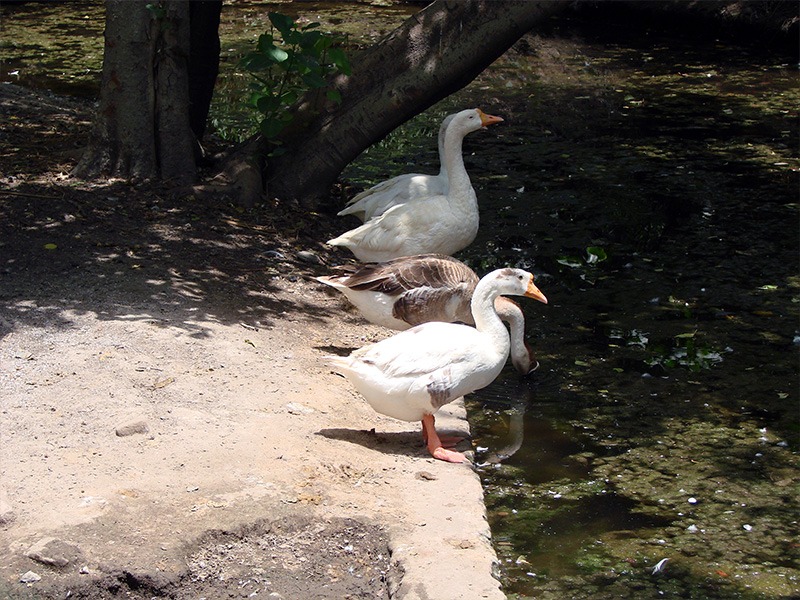 Swan Delhi zoo pond