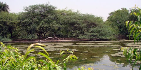 Delhi Zoo Pond