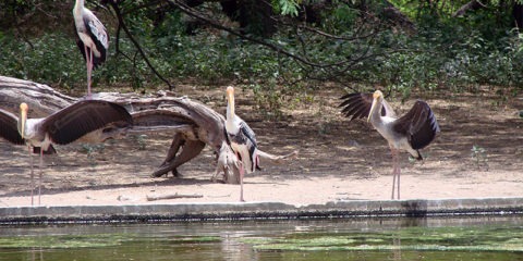 Delhi zoo Swan Pond