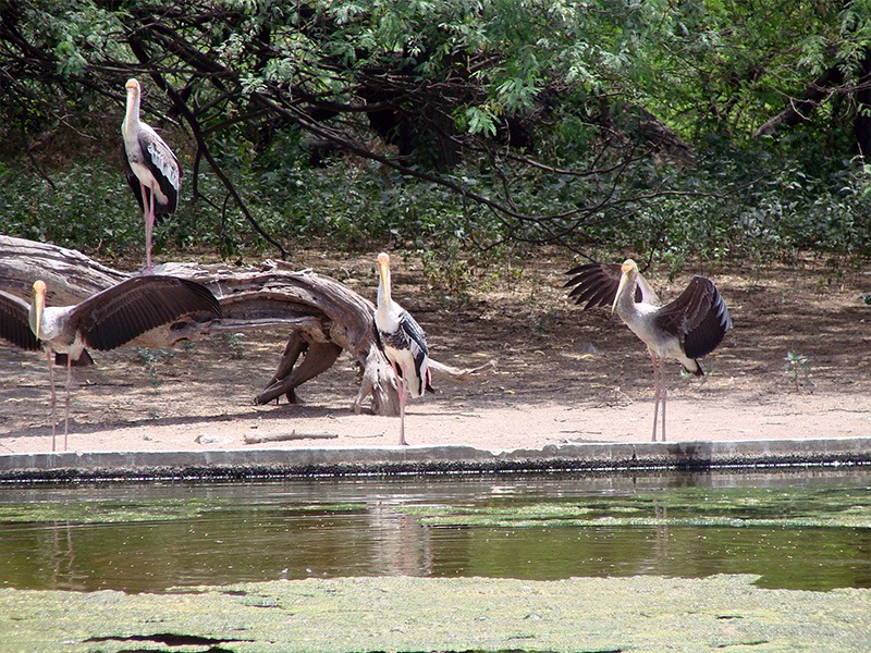 Delhi zoo Swan Pond