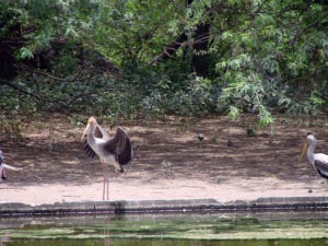 Delhi zoo Siberian Crane
