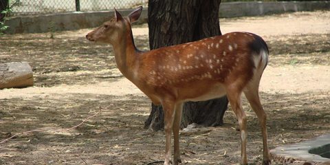 Spotted Deer in Zoo
