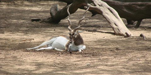 Deer Sitting in Zoo