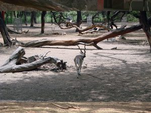 Deer Walking in Zoo