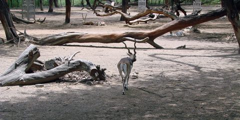 Deer Walking in Zoo