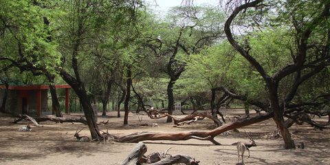 Chinkara Deer in Zoo