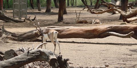Chinkara Deer Resting