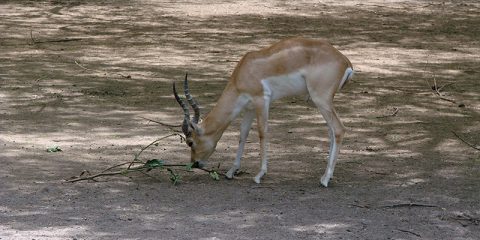 Baby Chinkara Deer