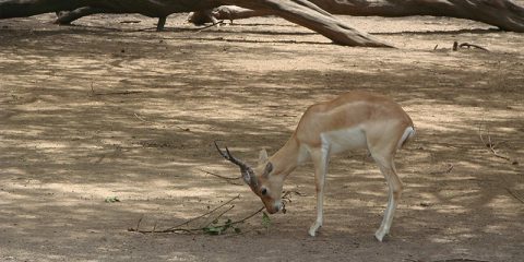Chinkara Deer walking in Zoo
