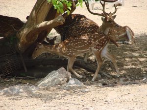 Chital spotted dear in zoo