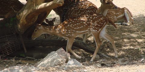 Chital spotted dear in zoo