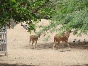 Chital the spotted Deer