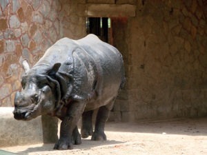 Rhinoceros walking in Zoo