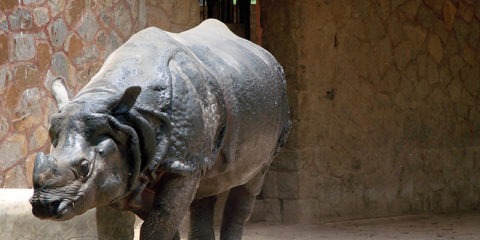 Rhinoceros walking in Zoo