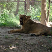 Lioness sitting in Zoo