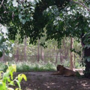 Lioness Under Tree