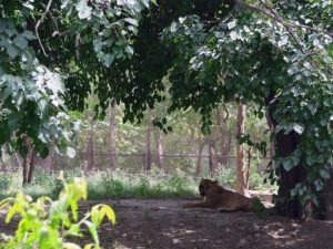 Lioness Under Tree