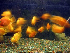 Golden Fish in Aquarium