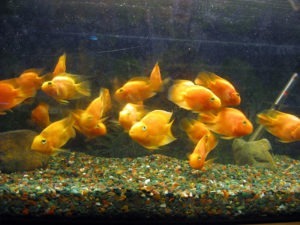 Golden Fish in Fish Tank
