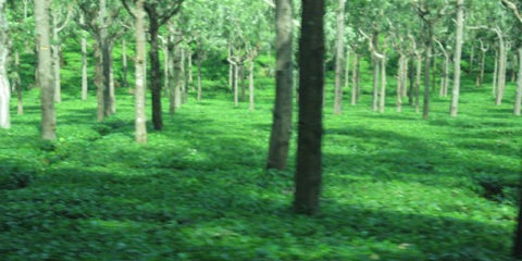 Nilgiri Hills Forest OOTY