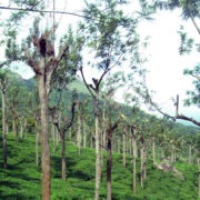 Nilgiri Hills Jungle OOTY