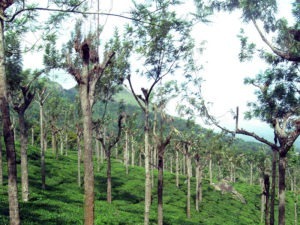Nilgiri Hills Jungle OOTY