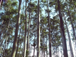 Nilgiri Hills Trees OOTY