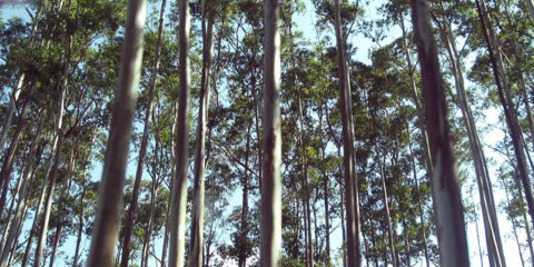 Nilgiri Hills Trees OOTY