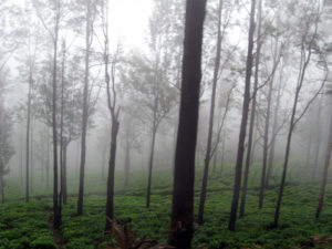 Morning Fog Nilgiri