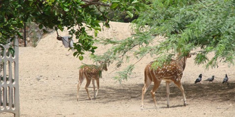 Chital the spotted Deer