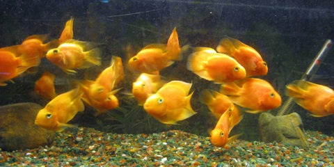 Golden Fish in Fish Tank