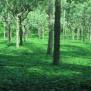 Nilgiri Hills Forest OOTY
