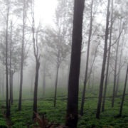 Morning Fog Nilgiri